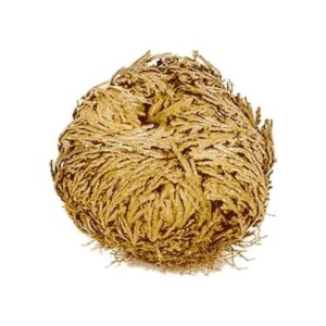 Rosa de Jericó