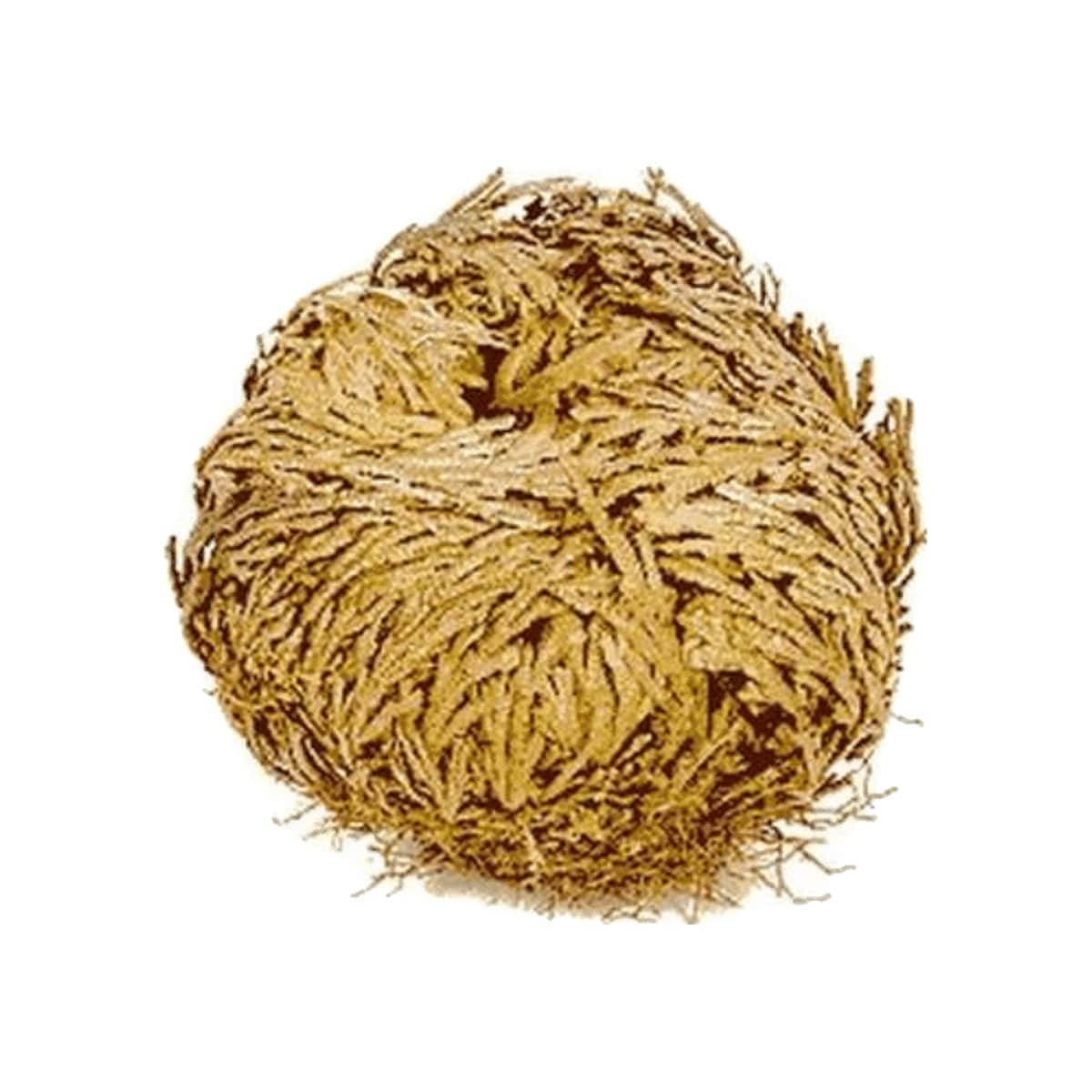 Rosa de Jericó